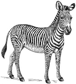 zebra